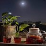 مجنون ستات