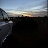 فحل الصحراء