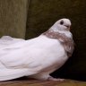 عاشق الصافى