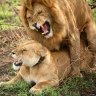 Lion z